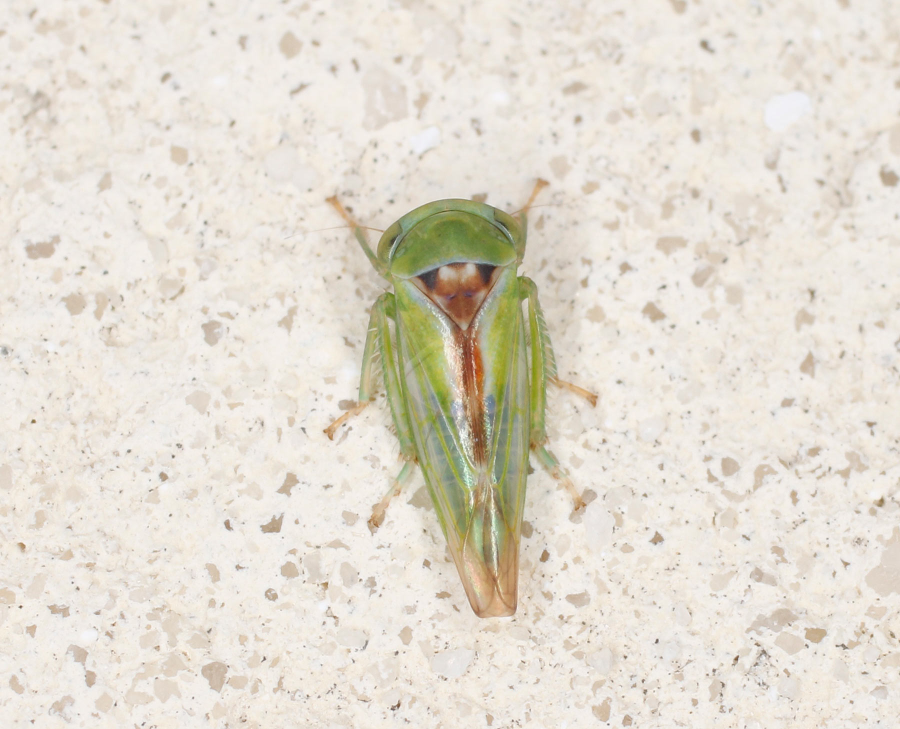 Cicadellidae: Viridicerus ustulatus